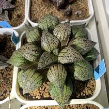 特殊綠點皮克大haworthia picta hyb succulents plants