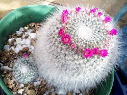 In fact, once dirt gets inside, it takes a little surgery to get it out. How To Grow And Propagate Flowering Cactus Plants Dengarden
