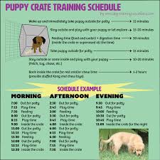 Also, keep in mind that puppies demand more breaks during the day, and the ones younger than six months have to go for a pot break in the middle of the day. Effective Puppy Crate Training Schedule