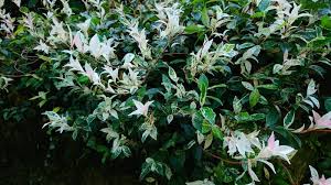 Listen live to asian star 101.6fm radio! 10 Different Types Of Jasmine Plants Photos Garden Lovers Club