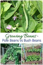 Growing Green Beans Pole Beans Vs Bush Beans Growing Green Beans Bean Garden Green Beans Garden