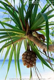 Image result for Pandanus sp. A