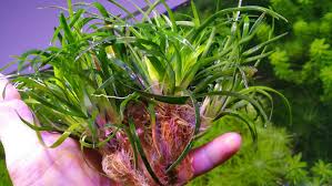 Image result for Eriocaulon inyangense