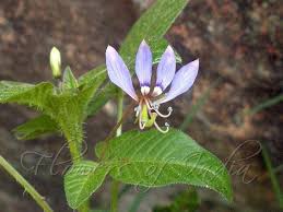 Image result for Cleome rutidosperma