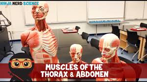In combination, these muscles play a highly important role in terms of it can lead to serious and permanent damage when left untreated. Muscles Of The Thorax Abdomen Anatomy Model Youtube