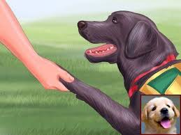 House Training A Litter Of Puppies And Dog Training Courses Tafe Qld Dog Training Obedience Dog Behavior Dog Training