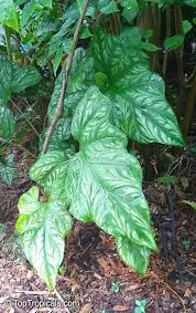 Image result for Cercestis