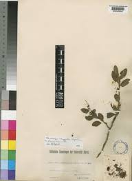 Image result for Actinanthella