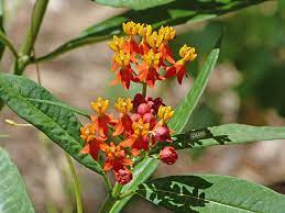 Milkweed is the primary larval host plant for monarch butterflies. Grow From Cuttings Tropical Milkweed Propagation