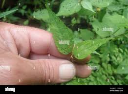 Image result for Triumfetta pilosa