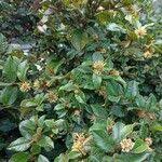 Image result for Trichocladus