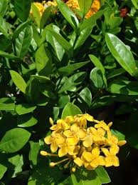 Image result for Ixora praetermissa