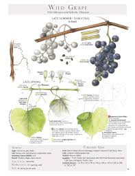 Federal government websites always use a.gov or.mil domain. Wild Grape Leaves Harvesting Stuffing Foraging And Feasting