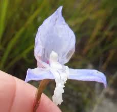 Image result for Disa aconitoides