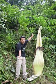 Maybe you would like to learn more about one of these? Mekarnya Bunga Rafflesia Dan Amorphophallus Jadi Daya Tarik Bagi Masyarakat Referensi Publik