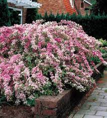 35 beautiful florida shrubs (photos) 1 1. 17 Shrubs In Florida Ideas Shrubs Plants Florida Plants