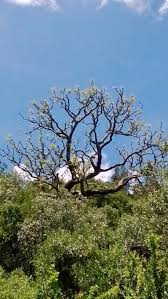 Image result for Dombeya torrida