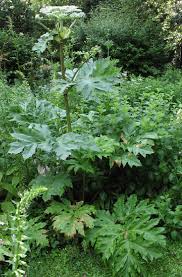 The root is somewhat contractile pulling the crown down to about 10 cm below the soil surface. Panace Di Mantegazza Heracleum Mantegazzianum Download Scientific Diagram