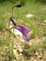 Image result for Gladiolus pretoriensis