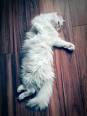 Characteristics and Care of Persian Cats | LoveToKnow