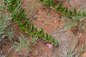 Image result for Harpagophytum zeyheri