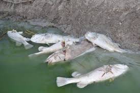 The Water Is Absolutely Putrid 10 000 Fish Dead In Darling River As Water Quality Declines Fish Dead Fish River