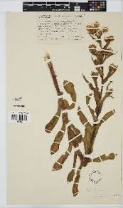 Image result for Helichrysum ellipticifolium