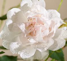 We did not find results for: Kletterrose Madame Alfred Carriere Rosa Madame Alfred Carriere Gunstig Online Kaufen