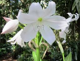 Image result for Crinum moorei
