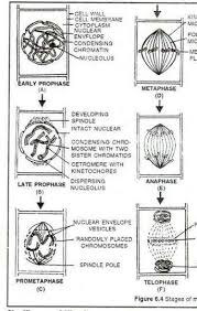 Describe The Process Of Mitosis In A Plant Cell With Proper Diagram Brainly In