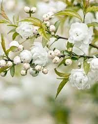 Plum Blossoms Beautiful Flowers Wallpapers White Flowers White Flower Wallpaper