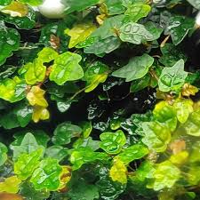 Image result for Bothriocline quercifolia