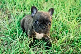 More french bulldog puppies and dogs for sale near you. Teacup French Bulldog Can It Really Fit In Your Pocket