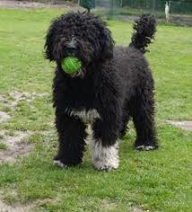 Spanish water dog puppies soon to be for sale in kent. 12 Spanish Water Dog Ideas Spanish Water Dog Water Dog Dogs