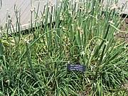 A garden superstar, these large globes are made up of hundreds of tiny florets. Allium Caeruleum Wikipedia
