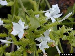 Image result for Plumbago zeylanica