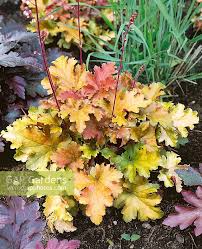 Great for adding color to shade gardens, or statement mass plantings. Heuchera Amber Waves Stock Photo By Nova Photo Graphik Image 0921389