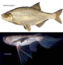 Image result for Monotes hypoleucus