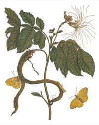 Flavor is sweet and resembles vanilla ice cream. Inga Edulis Ice Cream Bean Monkey Tamarind Pfaf Plant Database