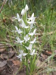 Image result for Habenaria petitiana