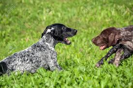 They are versatile enough to track later, crosses with english pointers were common but decreased the breed's versatility due black german shorthaired pointers seem to be the most sought after, followed by the black and white. German Shorthaired Pointer Kurtshaar Two Spotted Little Puppy Stock Photo Picture And Royalty Free Image Image 108614650
