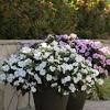 Try to select species that bloom for as long as possible, and remember to consider everything about the plants, including their colors, successive bloom time, textures perennials like sage and astilbes can be a mainstay of many gardens that stay attractive all year. Https Encrypted Tbn0 Gstatic Com Images Q Tbn And9gcrc0o Asbaighisobz8eolbezsci Gg9r3xk Epwflpumxuk4at Usqp Cau