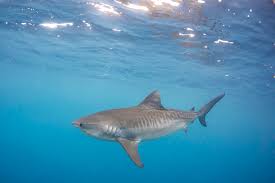 Tiger shark is largest member of order carcharhiniformes with 270+ species. Tuamotus Tiger Study Ma O Mana Foundation