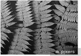 Maybe you would like to learn more about one of these? Black And White Fern Pattern Poster Pixers We Live To Change