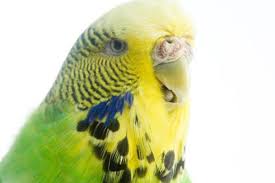 How To Breed For Color In Budgies Animals Mom Me