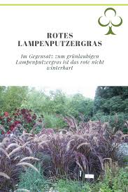 Graser Rotes Lampenputzergras Pflanzen Erkennen Lampenputzergras Graser Im Garten