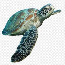 Loggerhead Sea Turtle Tortoise Sea Turtle Loggerhead Sea Turtle Sea Turtle Turtle