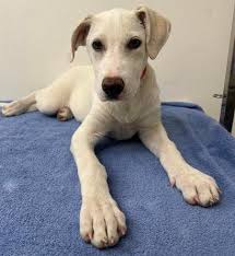 Frenchies 5 available 📍Location Roseville