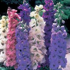 Delphinium New Zealand Hybrids Delphinium Flowers Delphinium Flowers Perennials
