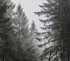  Gambar Hutan Hitam Putih Free Photo Pine Trees Snow Pine Winter Tree Cold Nature Hippopx Wallpaper Sinar Matahari Pohon Hutan S Gambar Hutan Gambar Pemandangan